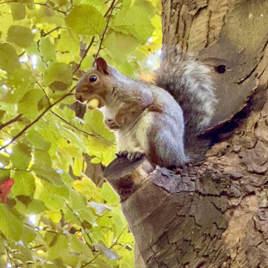 31. Candle - Gemini ♊️ #focus-baesha