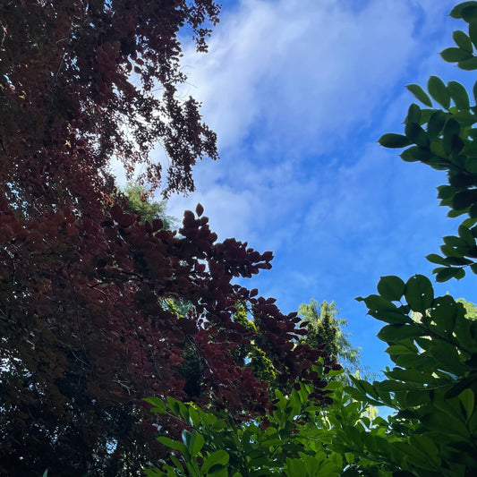 4. Candle - Spa #Growth-baesha