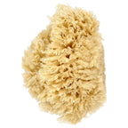 Natural Soap Sponge-baesha