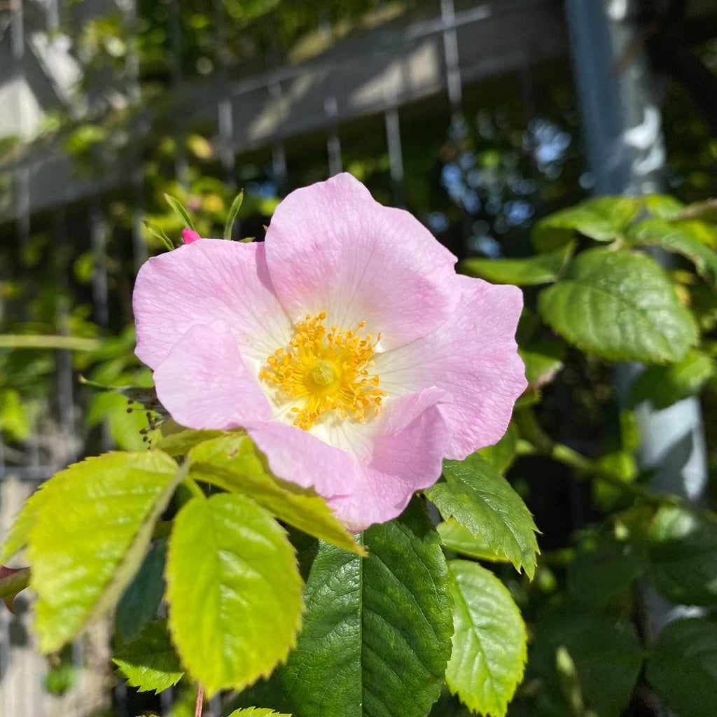 Hold / Rose Garden → Echo-baesha
