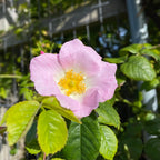 Hold / Rose Garden-baesha