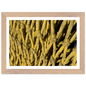 Yellow Knotted Net-baesha